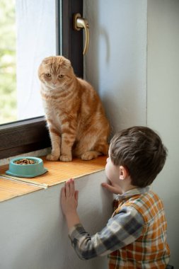 Kırmızı İskoç kedisi pencere pervazında oturuyor ve yanında küçük bir çocuk duruyor. 