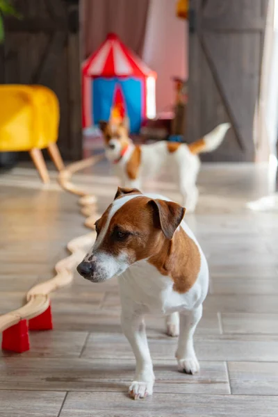 Jack Russell Teriér Psi Doma — Stock fotografie