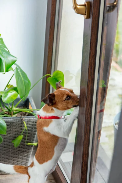 Jack Russell Teriér Pes Stojí Okna Doma — Stock fotografie