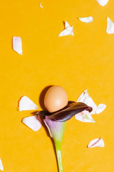 Chicken Egg Calla Flower White Petals Yellow Background — Foto de Stock