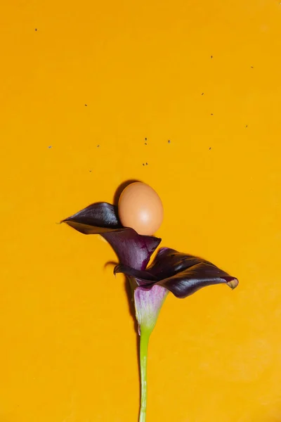 Draufsicht Auf Und Schwarzer Calla Blume Auf Gelbem Hintergrund — Stockfoto