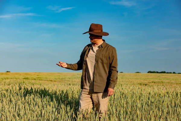 Çiftçi tarladaki buğday kalitesini kontrol ediyor