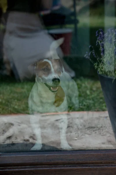 ジャック ラッセルテリア犬待っていますガラスの後ろの屋内 — ストック写真