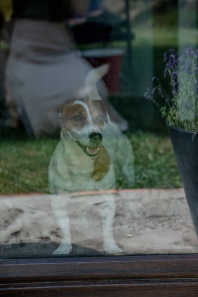 Jack russell terrier dog waiting indoor behind glass