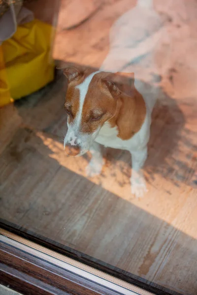 Jack Russell Teriér Pes Čeká Uvnitř Sklem — Stock fotografie