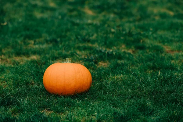 Orange Pumpkin Green Grass Outdoor — 스톡 사진