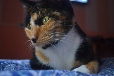 hayvan felino, gato, posando 