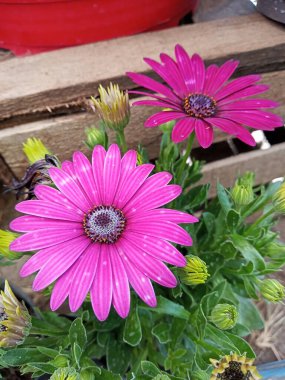 flores de colores, naturales