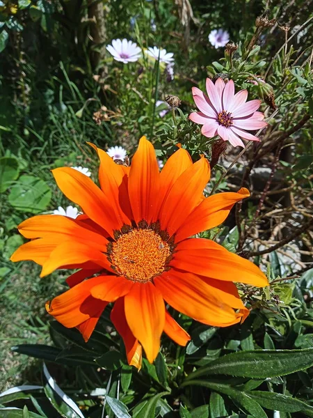 Flores Jardin Gazanias — Stock Photo, Image