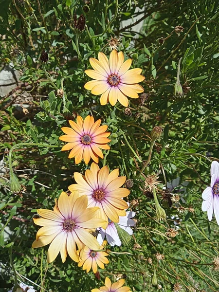 Μαργαρίτες Jardin — Φωτογραφία Αρχείου