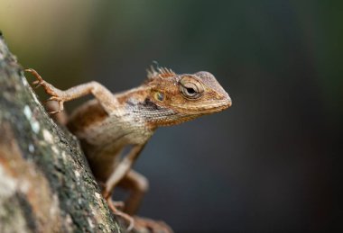 bukalemun ağaçta sürünüyor.