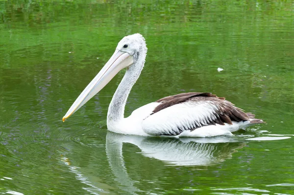 Pelican Water Pelican Bird — Stock Photo, Image