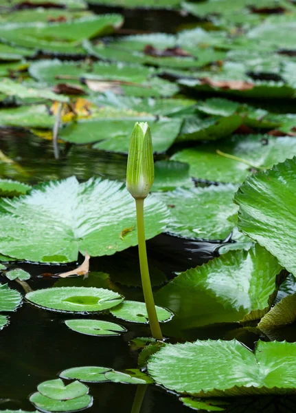 Fiore Loto Nymphaea Genere Piante Acquatiche Robuste Tenere Della Famiglia — Foto Stock