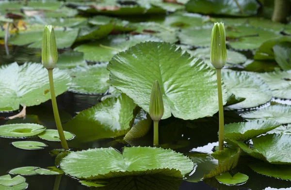 Fiore Loto Nymphaea Genere Piante Acquatiche Robuste Tenere Della Famiglia — Foto Stock