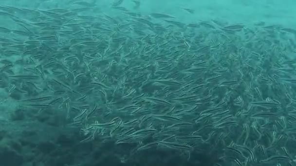 Vissenlandschap Onder Water Clownvissen Onder Zee — Stockvideo