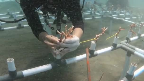 Manado Indonésie Octobre 2021 Activitéplanter Des Récifs Coralliens Sous Mer — Video