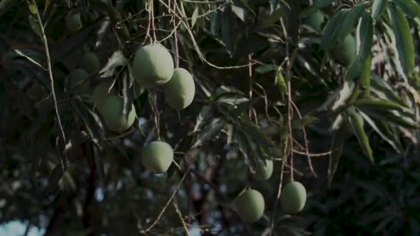 Algunos Mangos Colgando Del Árbol — Vídeos de Stock