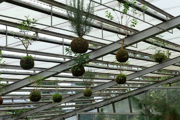 Plantas Herbales Colgando Del Techo Del Edificio Rumah Atsiri Indonesia — Foto de Stock