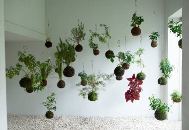 Endonezya 'nın başkenti Tawang Mangu' da bulunan Rumah Atsiri Endonezya 'nın tavanından sarkan bitkiler.