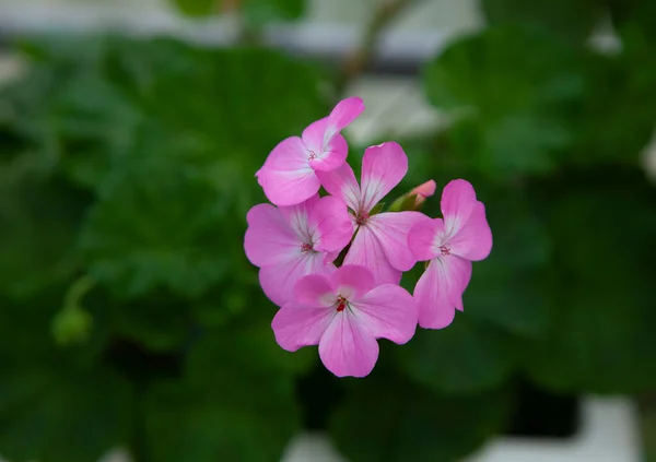 ゲラニウム Geranium 一般的にゲラニウムまたはクレナビルとして知られる年間 多年生植物422種の属である — ストック写真