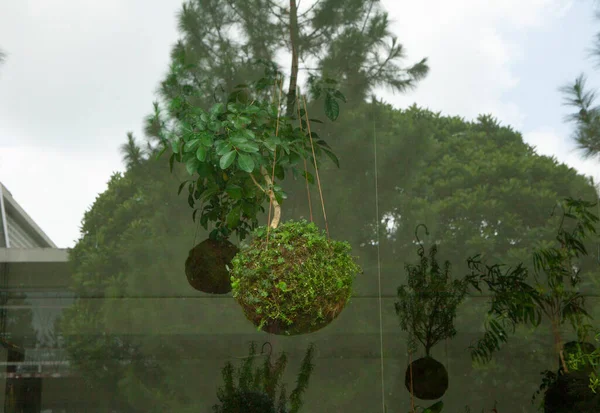 Bylinné Rostliny Visící Stropu Budovy Rumah Atsiri Indonésie Nachází Tawang — Stock fotografie
