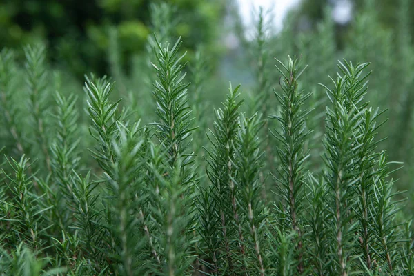 Salvia rosmarinus (yaygın olarak biberiye olarak bilinir), Akdeniz 'e özgü kokulu, yeşil, iğneye benzer yaprakları ve beyaz, pembe, mor veya mavi çiçekleri olan bir çalılıktır.