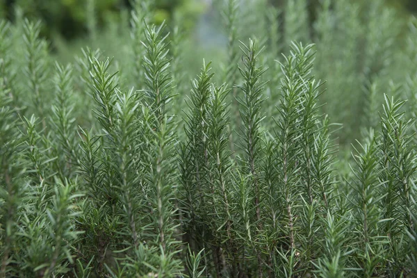 Salvia Rosmarinus Běžně Známý Jako Rozmarýn Keř Voňavými Věčně Zelenými — Stock fotografie