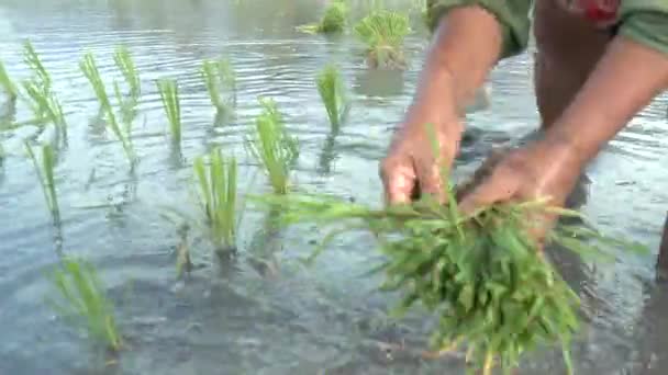 Kerawang Indonesia Nov 2021 Asian Farmer Planting Rice Paddy Field — Stock Video