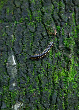 Yeşil yosunlu bir ağacın kahverengi kabuğunun rahatlatıcı dokusu.