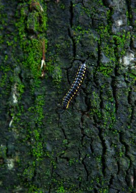 Yeşil yosunlu bir ağacın kahverengi kabuğunun rahatlatıcı dokusu.