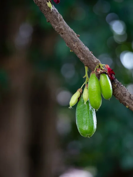 Close Van Sterfruit Bilimbi Fruit — Stockfoto