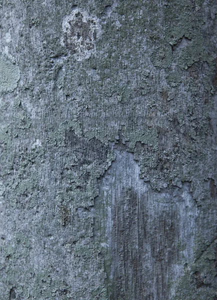 Relief Textuur Van Bruine Schors Van Een Boom Met Groen — Stockfoto