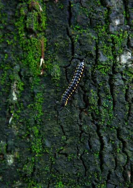 Yeşil yosunlu bir ağacın kahverengi kabuğunun rahatlatıcı dokusu.