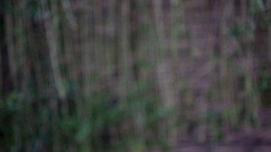 Soyut doğa arkaplanı, odak kaybı