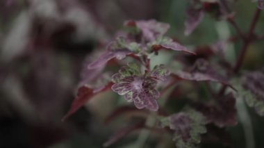Rüzgarda uçuşan yeşil mor yapraklar. Makro video