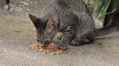 İç gri kedi korunmuş yiyecekleri yiyor.