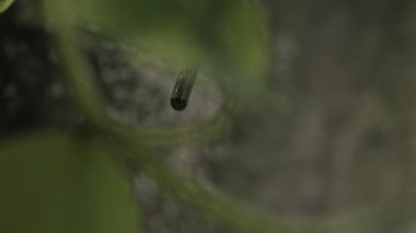 Çiçek saplarından düşen yağmur damlaları