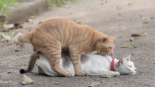 Accouplement de chat domestique. Chat ayant des relations sexuelles