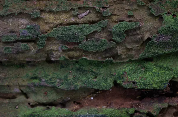 Gedetailleerde Foto Van Een Gebarsten Oud Stuk Hout — Stockfoto