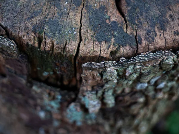 Szczegółowe Zdjęcie Pękniętego Starego Kawałka Drewna — Zdjęcie stockowe