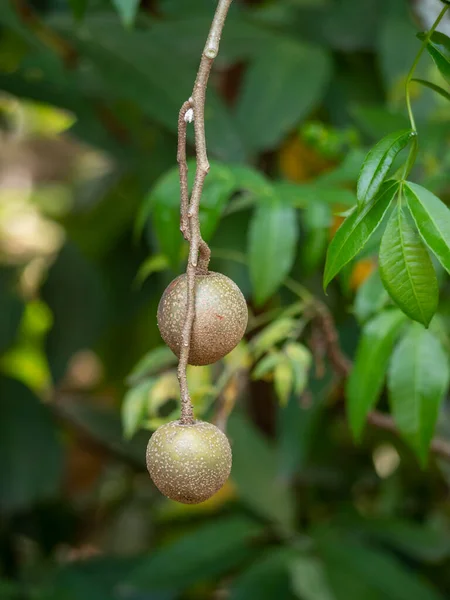 Crataeva Fruit Aan Boom Komt Uit Amazone Regenwoud Brazilië — Stockfoto