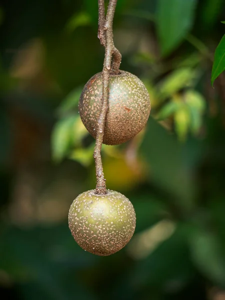 Crataeva Fruit Aan Boom Komt Uit Amazone Regenwoud Brazilië — Stockfoto