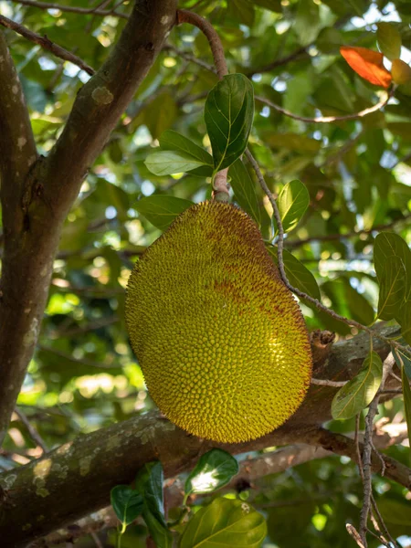 Jackfruit Στο Δέντρο Jackfruit — Φωτογραφία Αρχείου