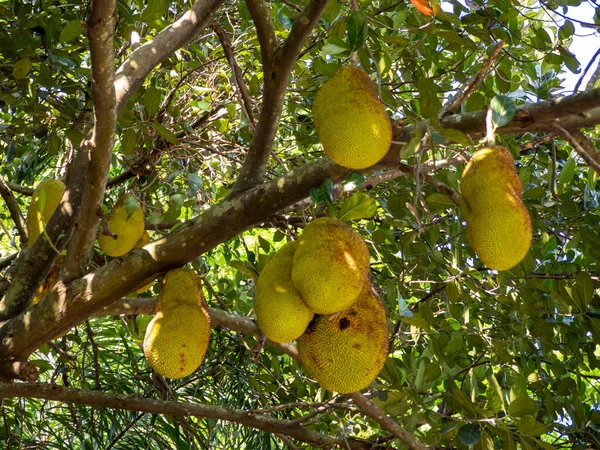 Jackfruit Aan Boom Jackfruit — Stockfoto