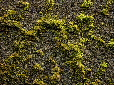 Yosunlu Duvar, yosunlu duvar arka planı, yosunlu doku arka planı