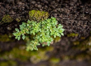Yosunlu Duvar, yosunlu duvar arka planı, yosunlu doku arka planı