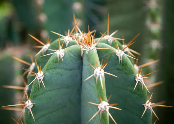 stock image Macro Cute Green spike cactus houseplant.