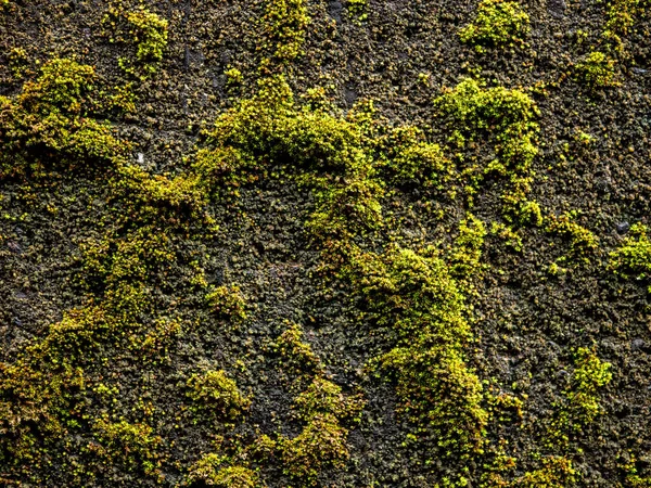 Yosunlu Duvar, yosunlu duvar arka planı, yosunlu doku arka planı
