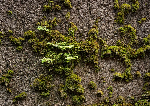 Mossy Wall Mossy Wall Background Βρύα Υφή Φόντο — Φωτογραφία Αρχείου