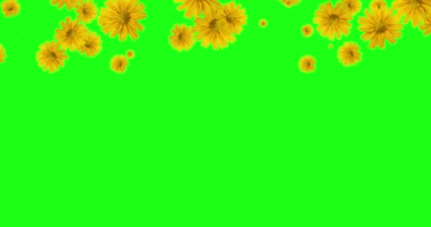 Yeşil Ekran Düşen Sarı Bir Çiçeği Canlandırdı Çözünürlüğü — Stok video